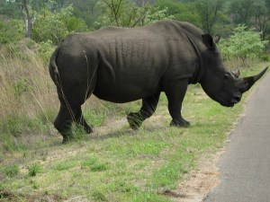 When a rhino decides to cross the road, you stop!