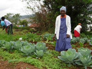 Things are flourishing - the gogos; the veggies. 