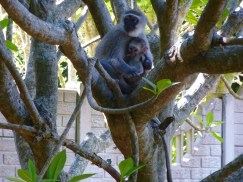 monkey mom & babe, resize